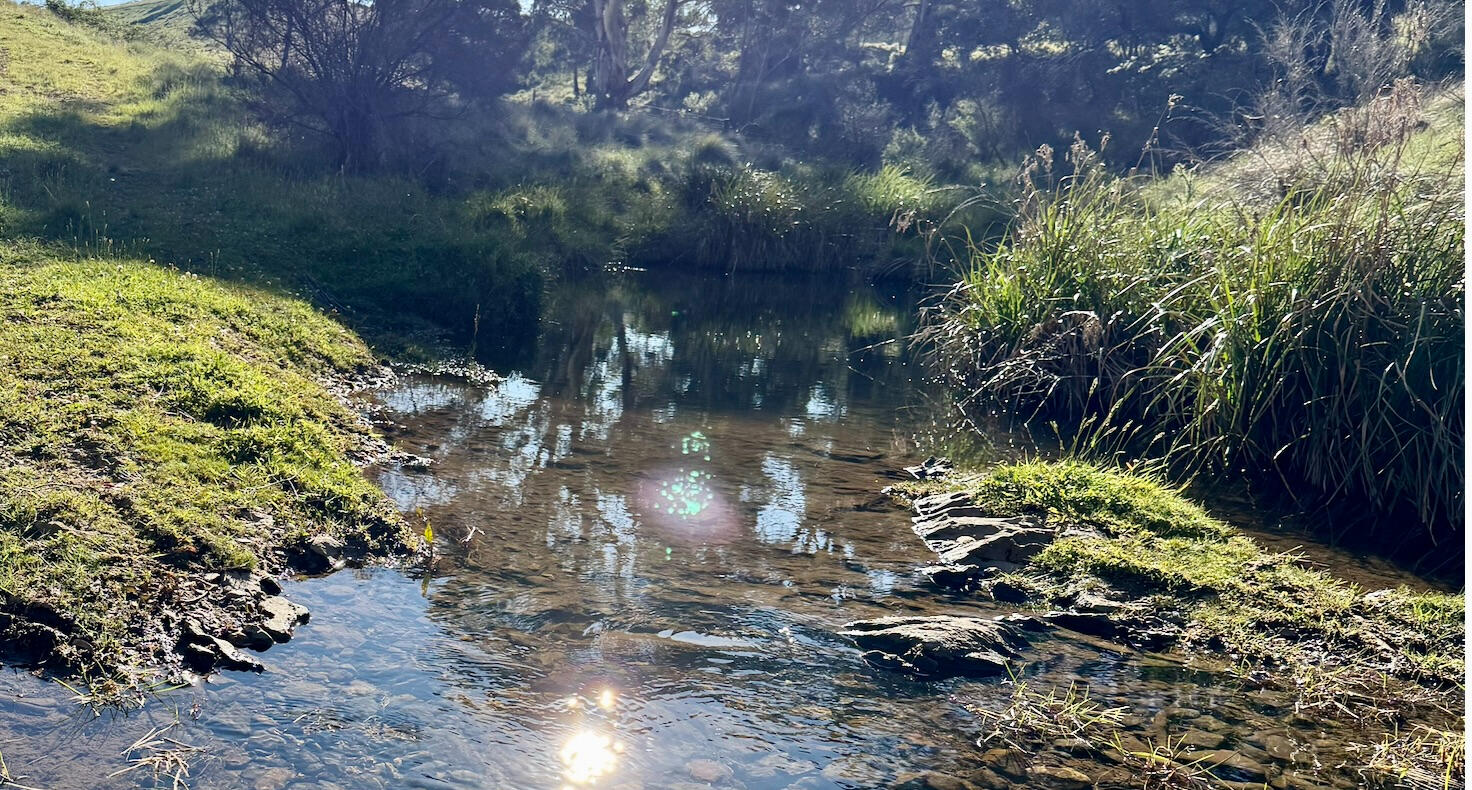 Reedy Creek