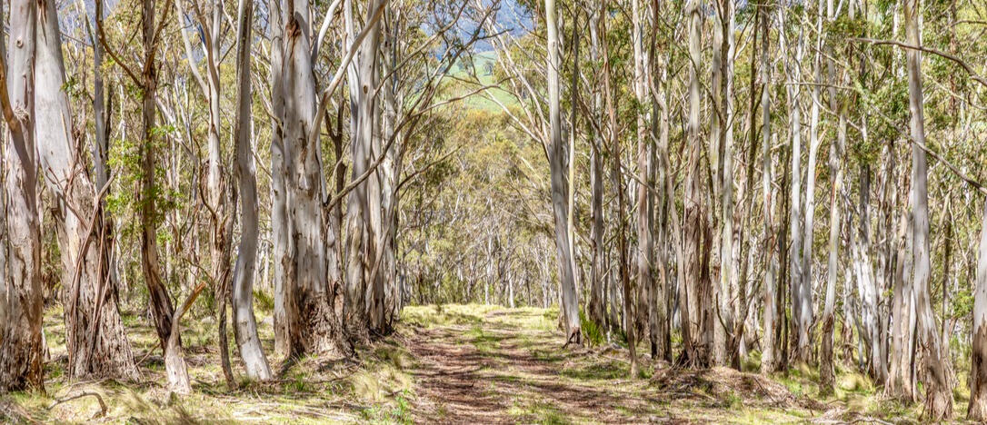 363 Sheepstation forest road