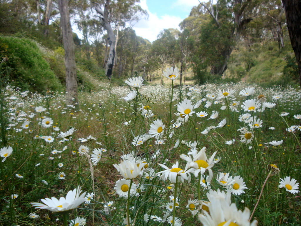 Amaroush landscape