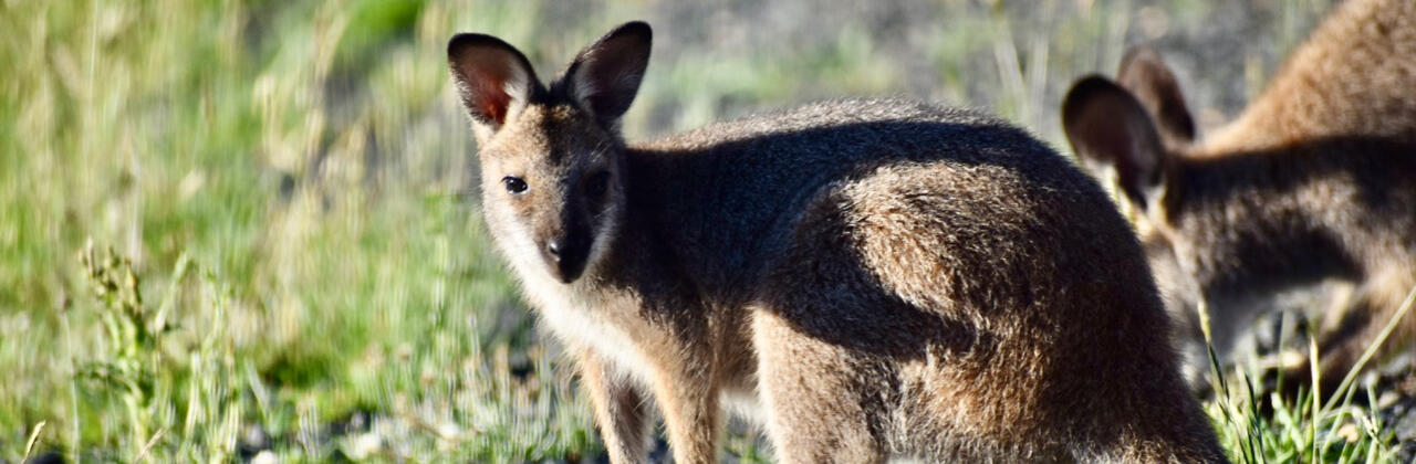 Australian Wallaby