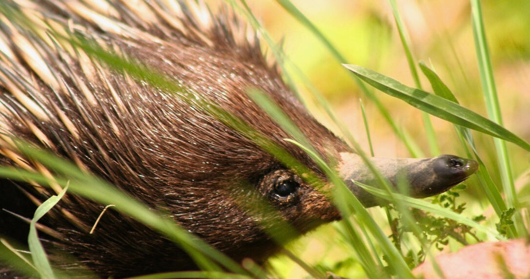 Echidna ~ Australian monotreme mammal